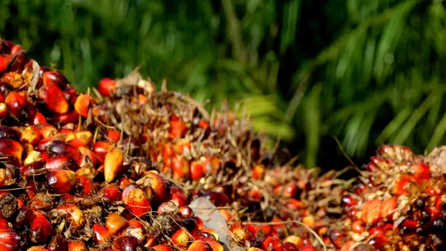 Menjelajahi Tantangan Teknologi dalam Pengembangan Potensi Kelapa Sawit