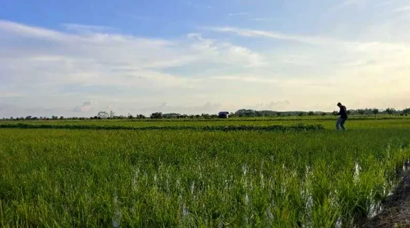 Food Estate Punya Potensi Gagal Jika Tidak Perhatikan Aspek Sosial dan Budaya Masyarakat